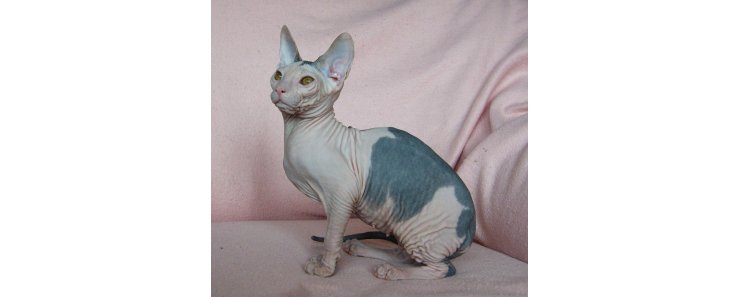 Донской сфинкс (Русская лысая кошка) / Don Sphynx