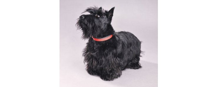 Шотландский терьер (Скотч-терьер, скотти) / Scottish Terrier (Scottie, Aberdeen Terrier)