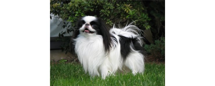 Японский хин / Japanese Chin (Japanese Spaniel)