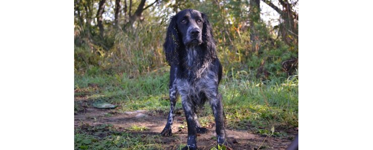 Русский охотничий спаниель / Russian Spaniel