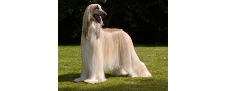 Афганская борзая / Afghan Hound (Ogar Afgan, Eastern Greyhound, Persian Greyhound, Tazi)