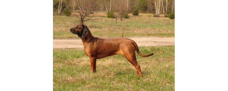 Баварская горная гончая / Bavarian Mountain Hound