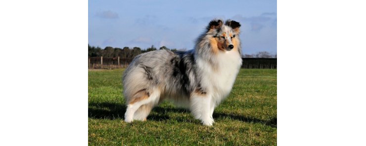 Шелти (Шетландская овчарка) / Shetland Sheepdog (Sheltie)