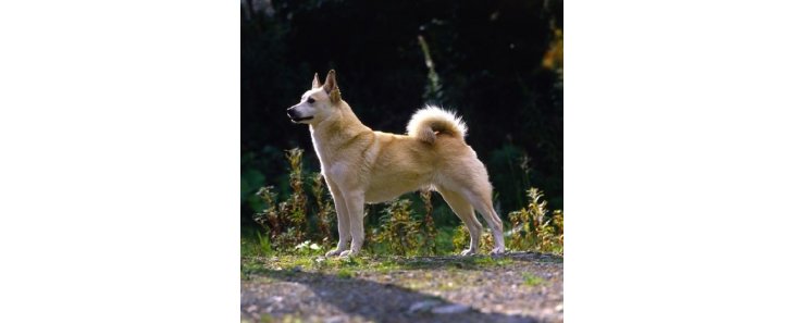 Норвежский бухунд (Норвежская лайка, норск бухунд) / Norsk Buhund (Norwegian Buhund, Norwegian Sheepdog, Nordiske Sitz-hunde)