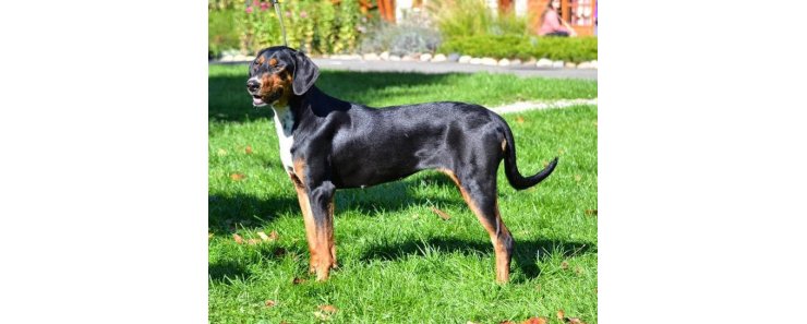 Венгерский бракк (Эрдели копо, трансильванская гончая) / Hungarian Hound (Erdelyi Kopo, Transylvanian Hound)