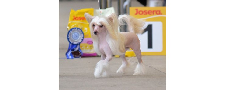 Китайская хохлатая собака / Chinese Crested Dog (Chinese Crested)