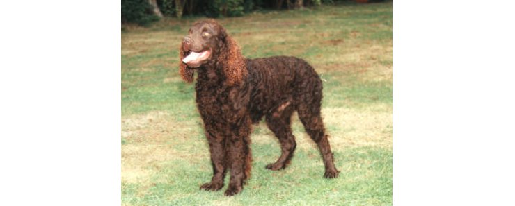 Американский водяной спаниель / American Water Spaniel