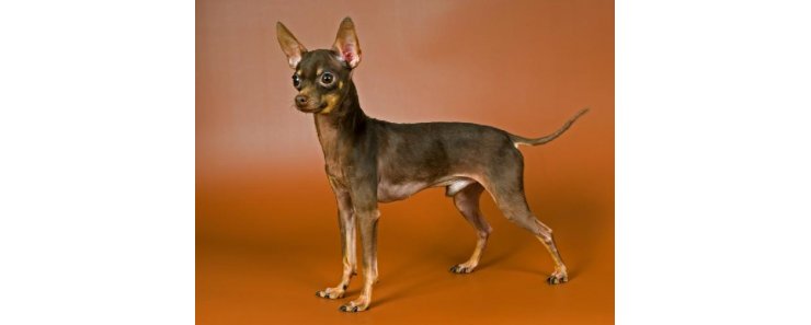 Русский той терьер (Московский той терьер) / Russian Toy Terrier (Moscovian Miniature Terrier)