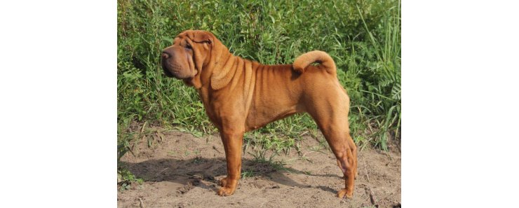 Шарпей (Китайская бойцовая собака) / Shar Pei (Chinese Fighting Dog)