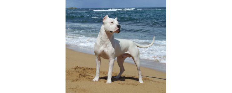 Аргентинский дог (Аргентинский мастиф, дого аргентино) / Dogo Argentino (Argentinian Mastiff)