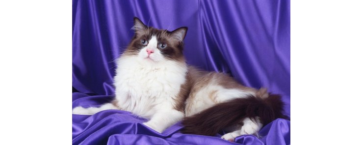 Регдолл (Рэгдолл) / Ragdoll Cat