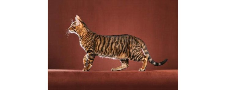 Тойгер / Toyger Cat