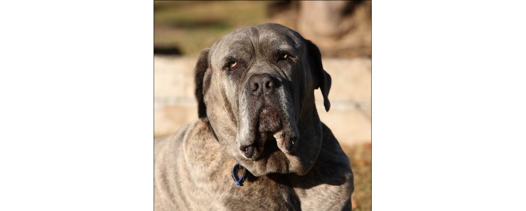 Австралийский бандог / Australian Bandog