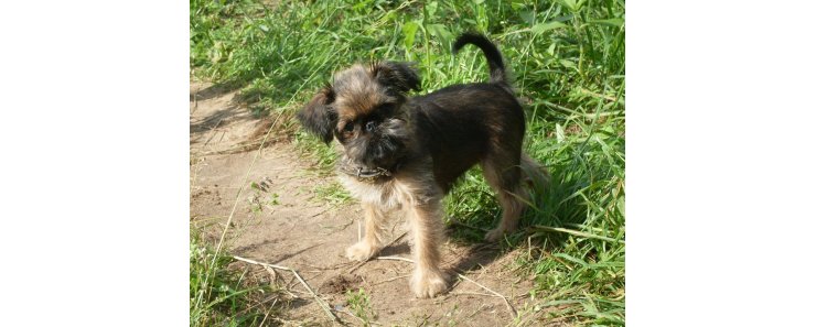 Бельгийский гриффон / Griffon Belge (Belgian Griffon)