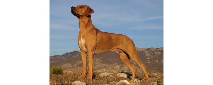 Родезийский риджбек (Африканская львиная собака) / Rhodesian Ridgeback (African Lion Hound)