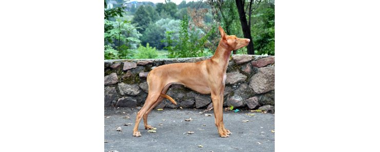 Фараонова собака / Pharaoh Hound (Kelb-tal Fenek)