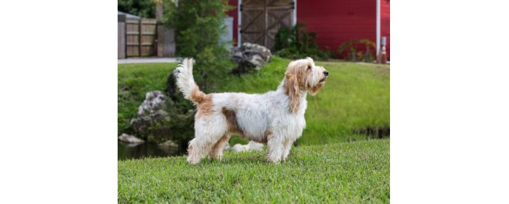 Вандейский бассет-гриффон / Vendeen Basset Griffon