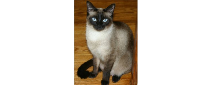 Сиамская кошка (Сиам) / Siamese Cat