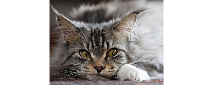 Ученые определили, какие кошки самые дружелюбные