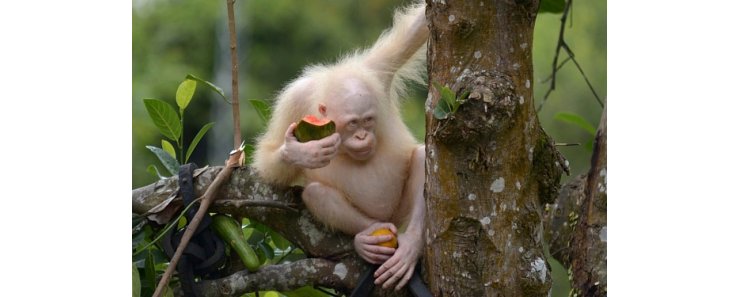 В Индонезии отпустили на волю единственного в мире орангутана-альбиноса