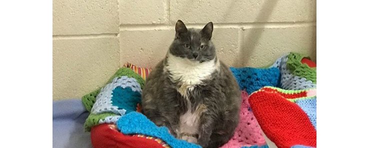 Самая толстая кошка Великобритании снова в поиске хозяев