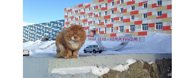 Как выглядит единственный кот, который живет на Шпицбергене