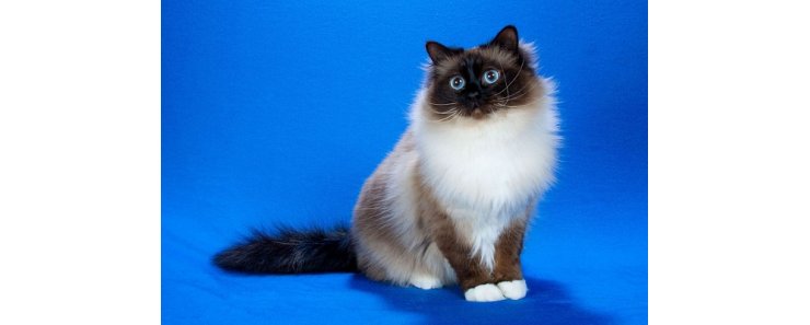 Стала известна самая популярная порода кошек у россиян
