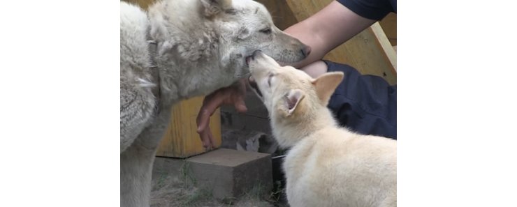 В России щенок-клон встретился с собакой, из которой его создали
