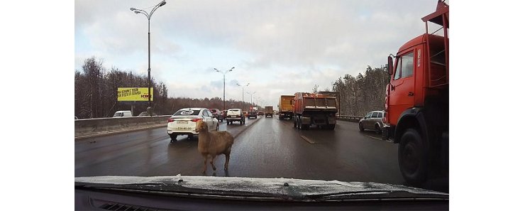 Гуляющую среди машин овцу обнаружили на МКАД