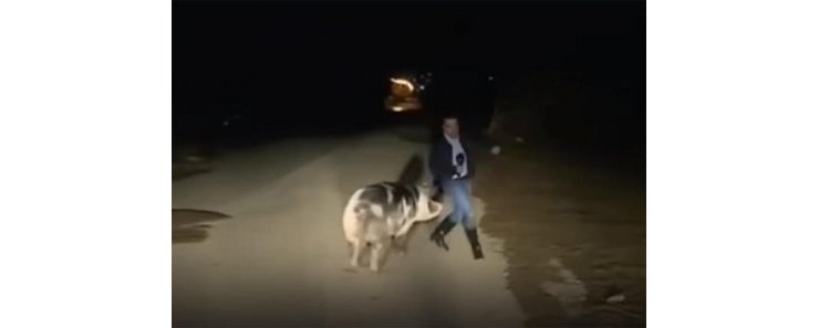 В Греции свинья напала на журналиста