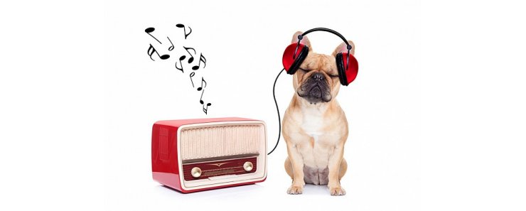 В Германии начала работу первая радиостанция для собак