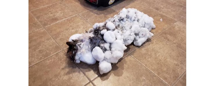 С того света: в США замерзшая под снегом кошка ожила