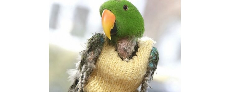 Шерстяные свитеры спасли жизнь попугаю