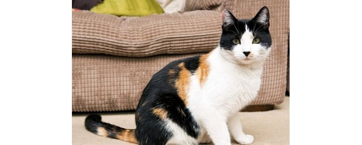В Великобритании живет уникальный трехцветный кот