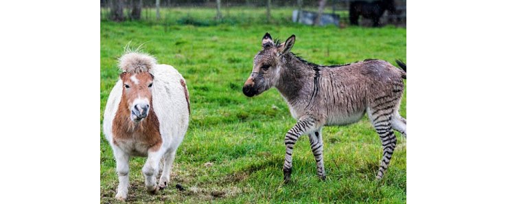 На британской ферме родился уникальный зонки - детеныш зебры и осла