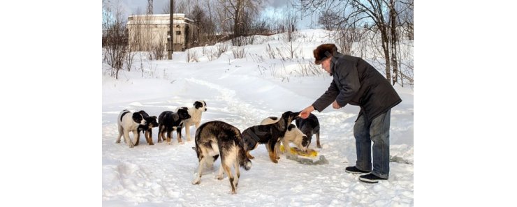 Россиянам рассказали, почему не нужно подкармливать бродячих собак