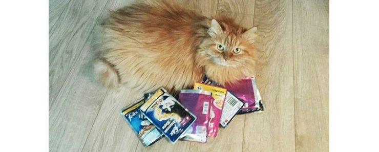 В Челябинске грабители украли кошку из машины, но потом вернули животное хозяевам