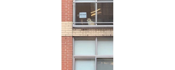 Менеджер захотела познакомиться с котом из окна напротив и подошла к делу с умом