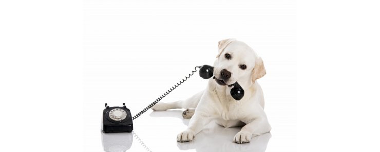 Изобретено устройство, позволяющее собакам звонить спасателям и отправлять SMS
