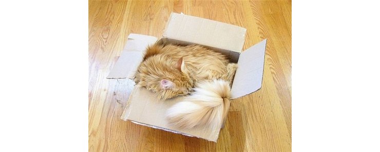 Биологи рассказали, почему коты так сильно любят коробки