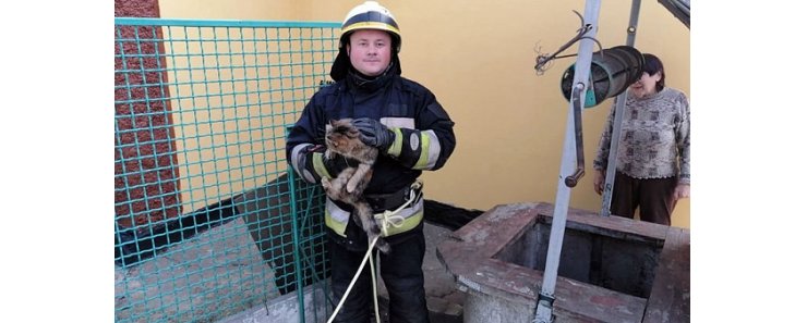 В Днепре пятеро спасателей помогли коту, который упал в колодец, выбраться на свободу