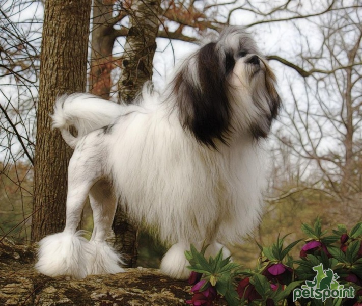 Лион бишон (Бишон лион, левхен, лоучен, львиная собака) / Lion Bichon  (Petit Chien Lion Lowchen, Little Lion Dog) - PetsPoint.ru