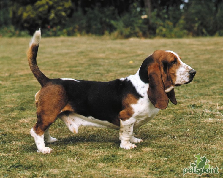 Бассет-хаунд / Basset Hound - PetsPoint.ru