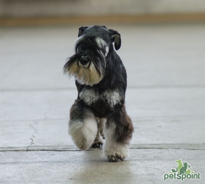 Миниатюрный шнауцер (Цвергшнауцер) / Zwergschnauzer (Miniature Schnauzer) -  PetsPoint.ru