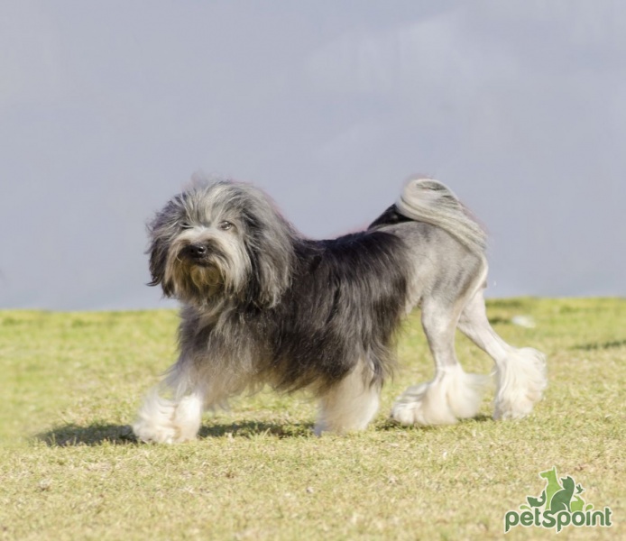 Лион бишон (Бишон лион, левхен, лоучен, львиная собака) / Lion Bichon  (Petit Chien Lion Lowchen, Little Lion Dog) - PetsPoint.ru