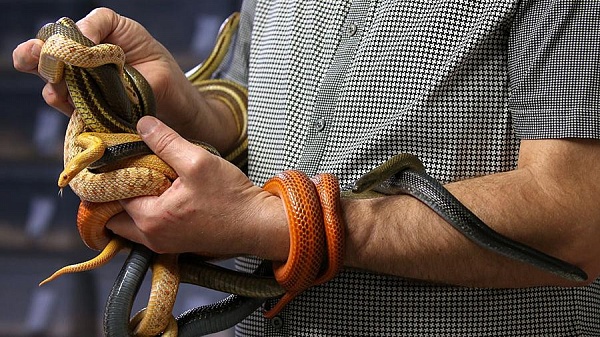 Ветеринары назвали змею идеальным питомцем для современного человека