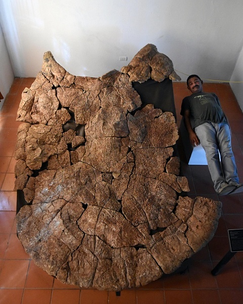 Ученые нашли останки самой большой в истории черепахи