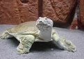 Трехкоготные черепахи