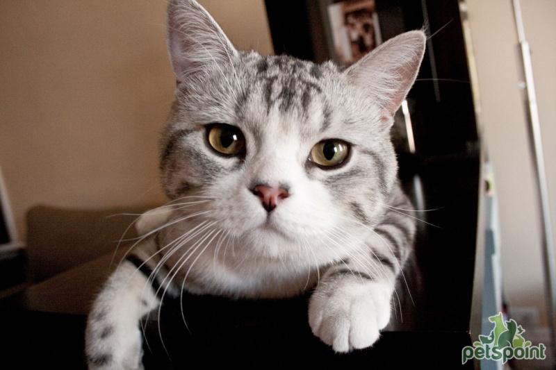 Шотландская прямоухая кошка (Скоттиш страйт) / Scottish Straight Cat -  PetsPoint.ru