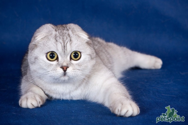 Шотландская вислоухая кошка (Скоттиш-фолд) / Scottish Fold Cat -  PetsPoint.ru